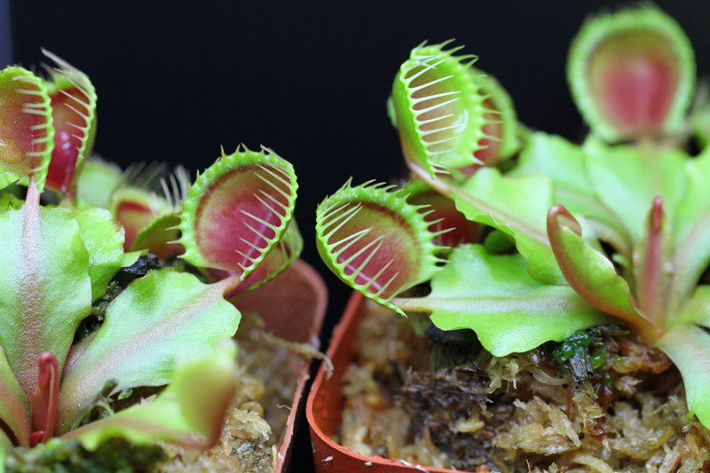 食虫杯夹捕蝇植物可爱虫草蚊子绿植包邮盆栽绿植