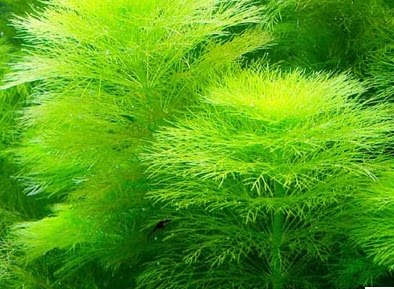 水草造景水族箱大宝宝塔中后后景水草