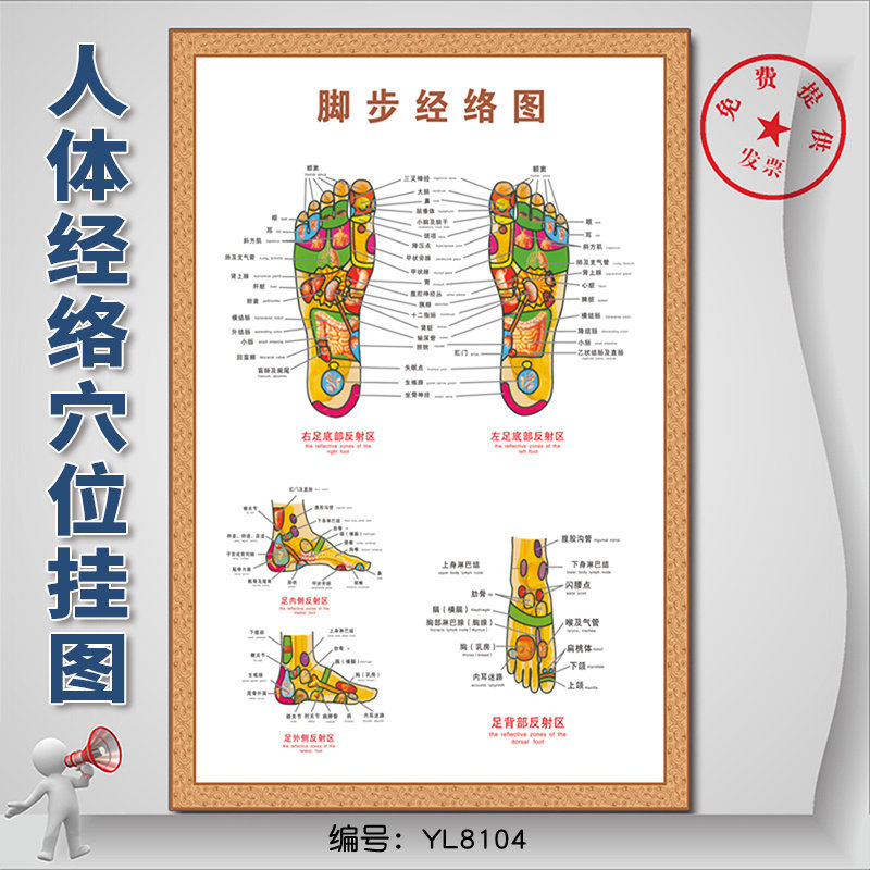 经络人体穴位挂图脚步左右足部反射区中医院养生写真