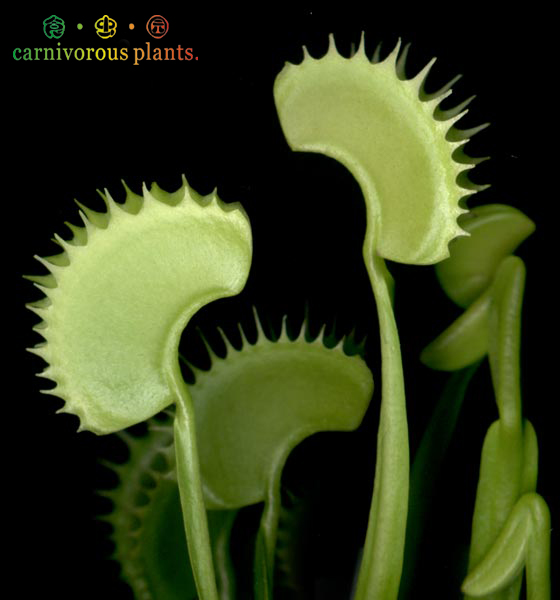 促销食虫植物鲨鱼齿捕蝇草特价店长强烈推荐绿植