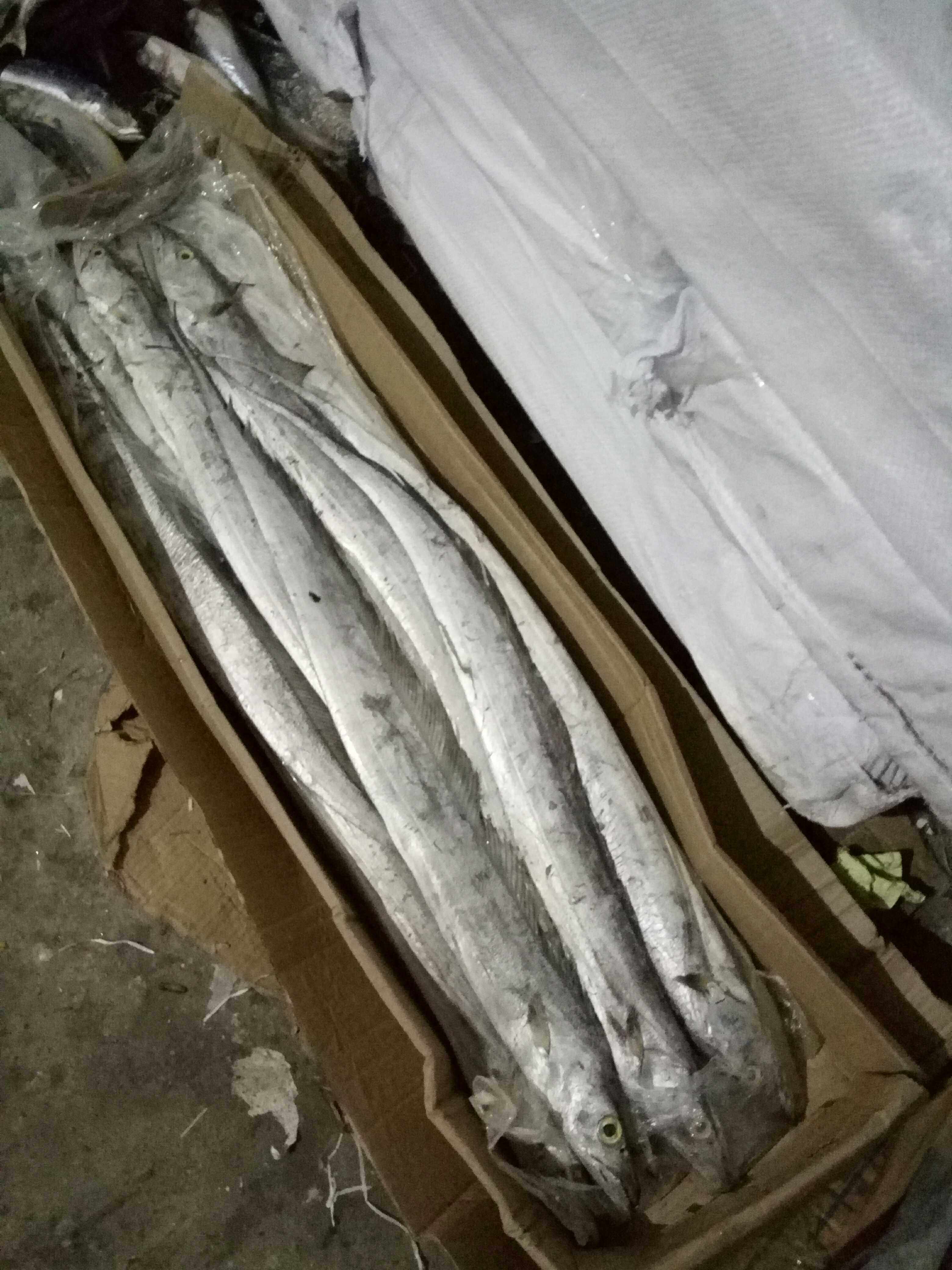 冷冻深海野生新鲜带鱼二十一箱500克每条可包带鱼