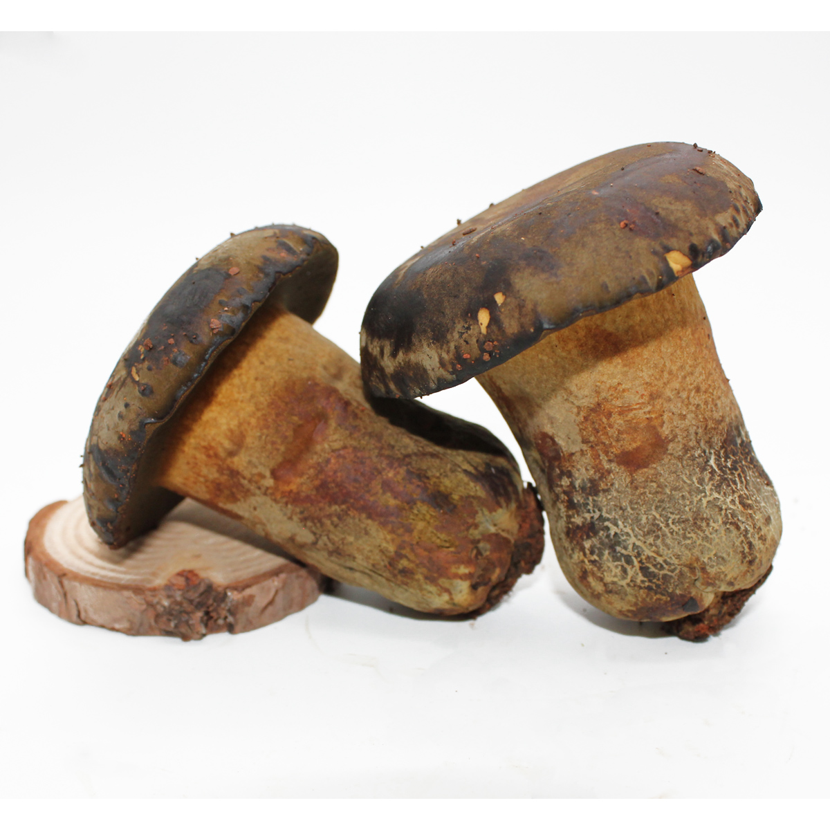 拾蘑菇 云南新鲜黑牛肝 牛肝菌 仿野生环境黑牛肝菌 火锅配 500g