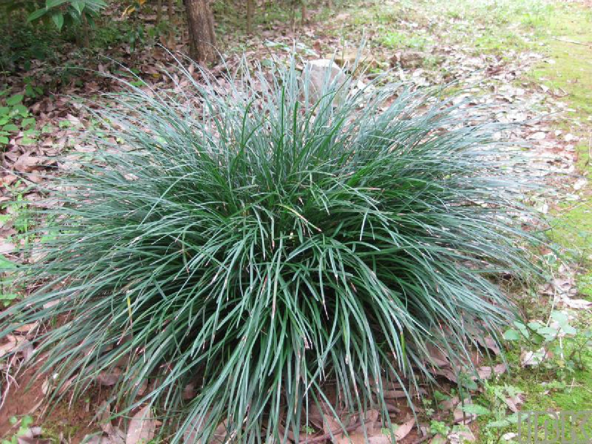 沿阶广西稀有绿植花卉盆栽室内喜阴庭院水陆绿植