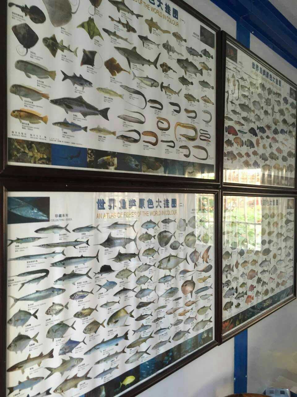 世界渔业鱼类原色挂图海洋水产图谱中国分布图玩具挂图