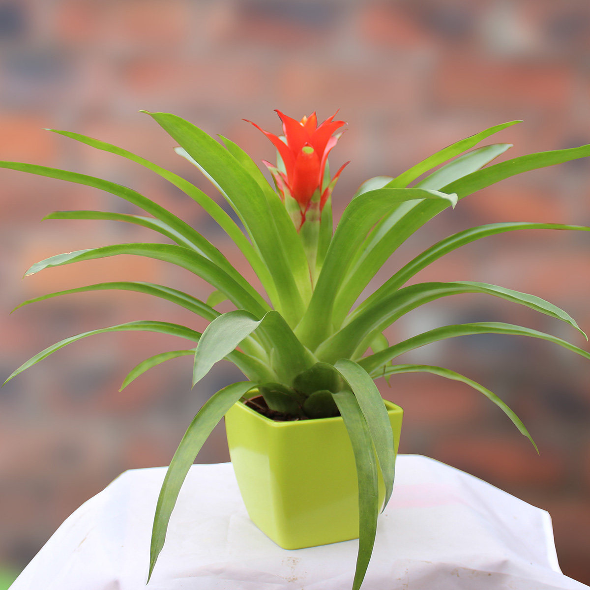 盆景的观赏价值,延长观赏时间,促进抽枝发叶和开花结果不同的花木种类