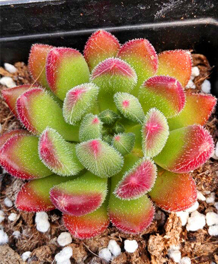 多肉植物红唇状态奇趣办公室净化空气绿植花卉迷你多肉植物