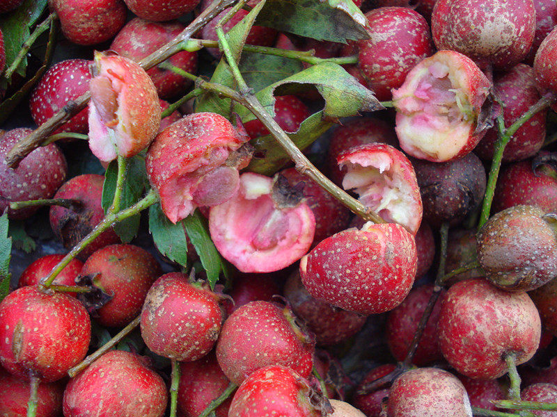 野生山楂东北长白山特产山里红野山1500g3斤包邮其它