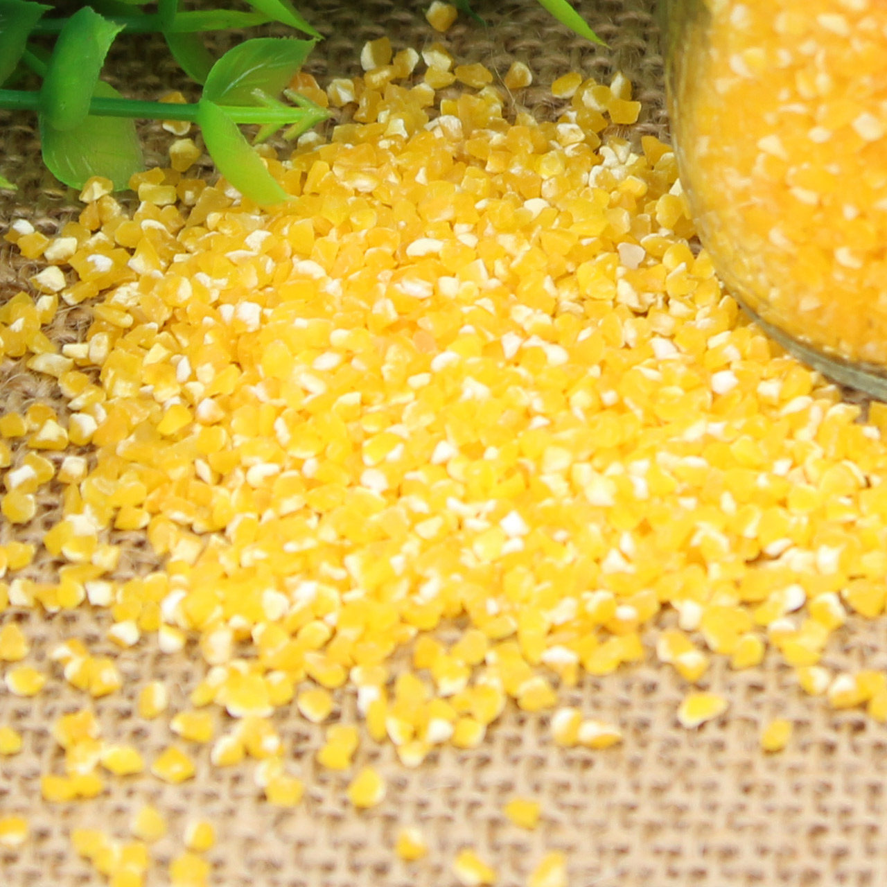 玉米朱碌科东北糁细250g农家碴小碴子子苞米渣子玉米