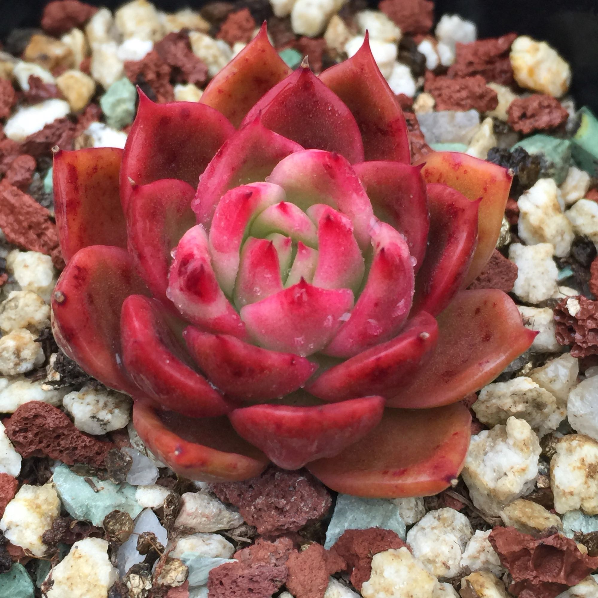 进口多肉植物日版女巫多肉植物