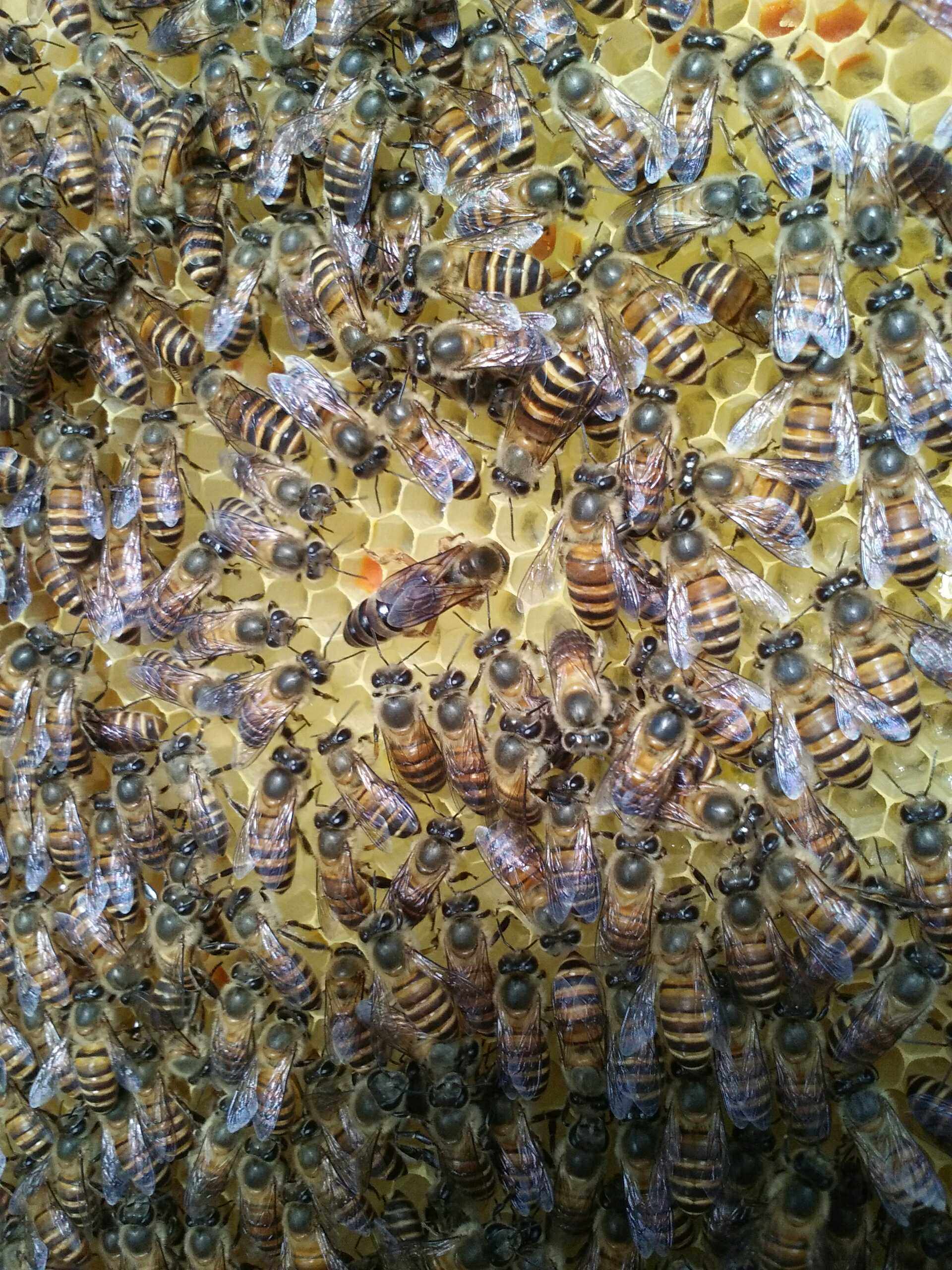 优质中蜂种蜂王活体中蜂王种蜂王杂交中蜂活体2020产卵新蜂王包邮