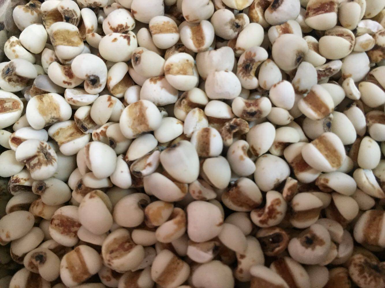 薏米新货农产品贵州小米薏仁米5斤箱包邮不打药薏米