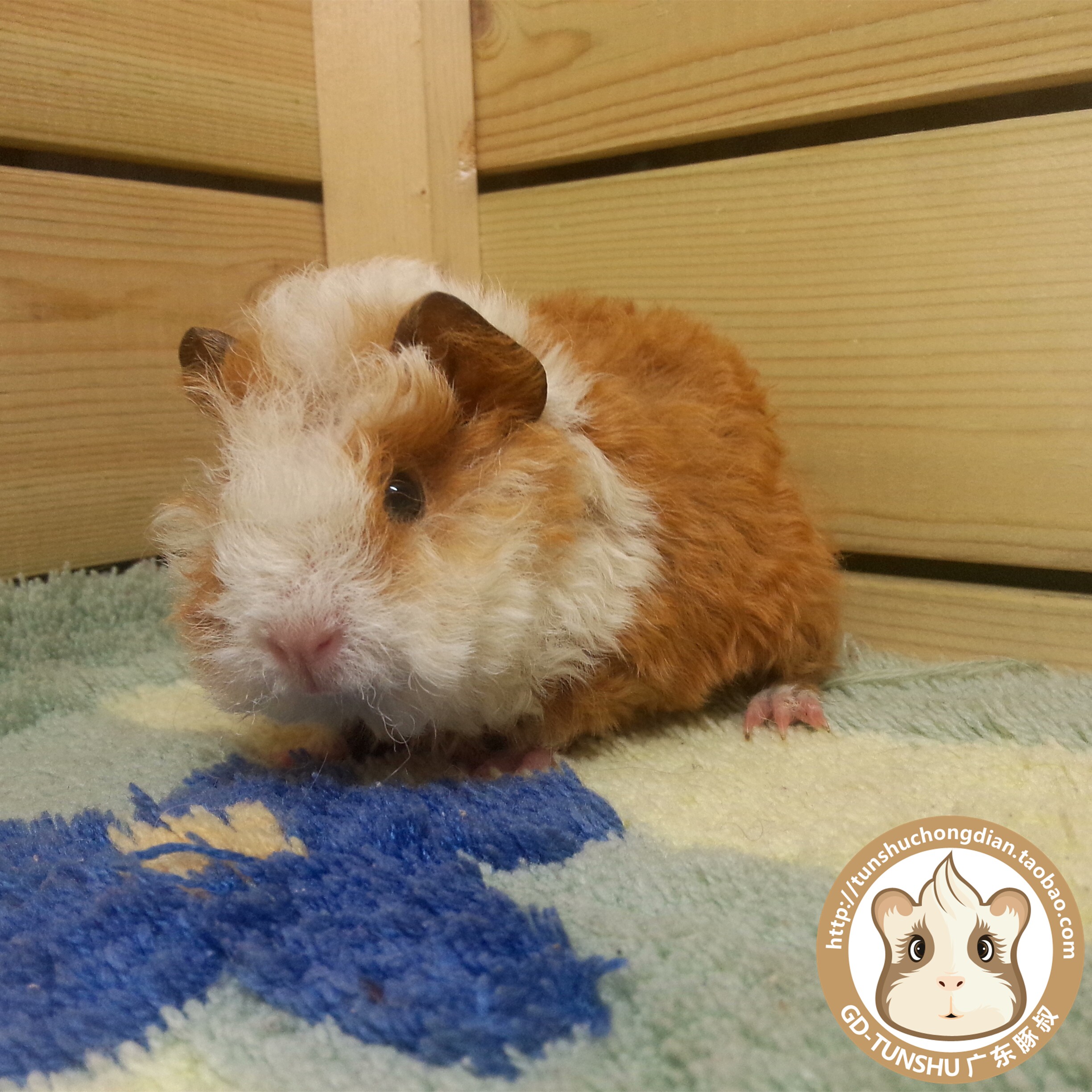 稀有卷毛长卷白色黄白色有色包邮家养宝宝活体豚鼠