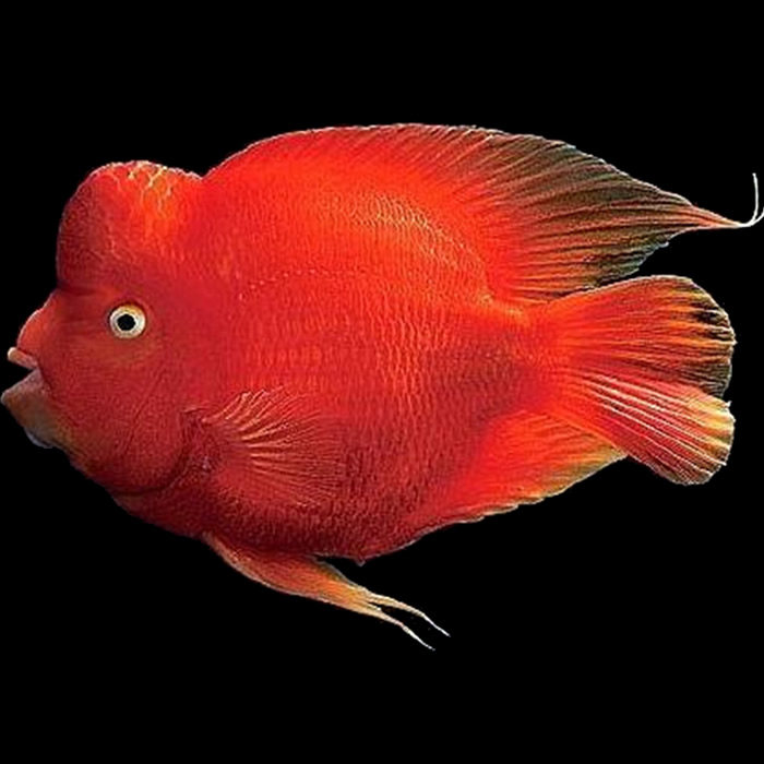 活体财神鹦鹉鱼中大型热带鱼观赏鱼发财鱼宠物鱼