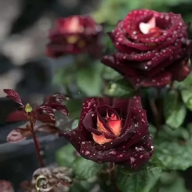骇客切花玫瑰花苗暗黑黑金色系列a特大花茶香灌木四季