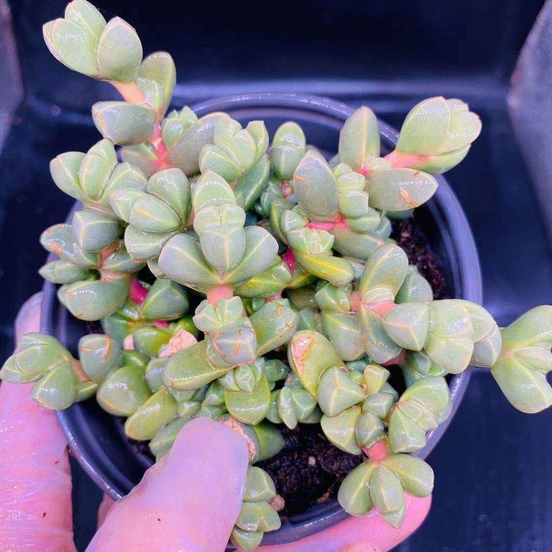 多肉植物红旗儿老群生木质化红色送礼不容易花卉