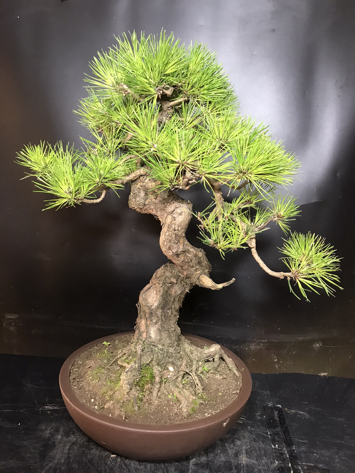 一物一拍短针暴皮黑松盆景办公室客厅阳台庭院绿植