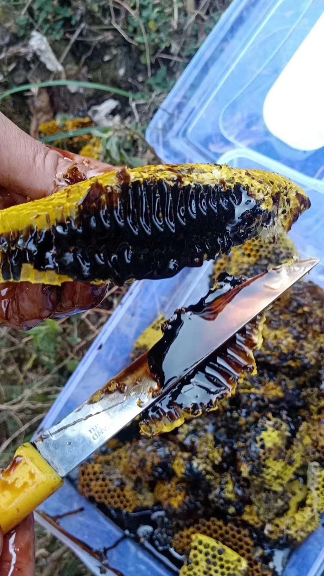 黑蜜500g云南深山正宗纯黑蜂蜂蜜纯天然野生高山成熟米团花蜜