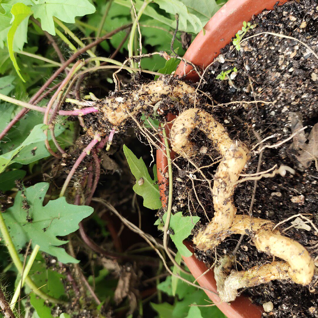 2021春团ipomoeaheterophylla枫叶旋风牵牛非洲块根植物多肉植物