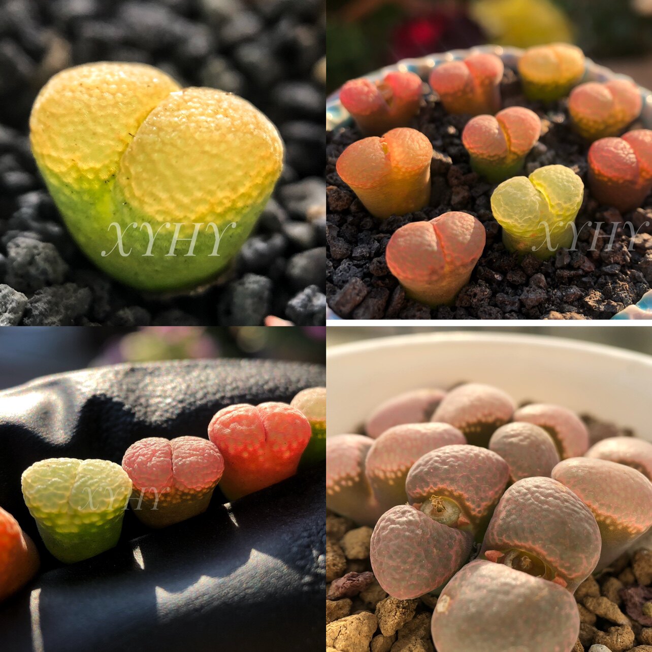 日本种源彩色风铃鱼子酱系列1440编号包开箱开箱多肉植物