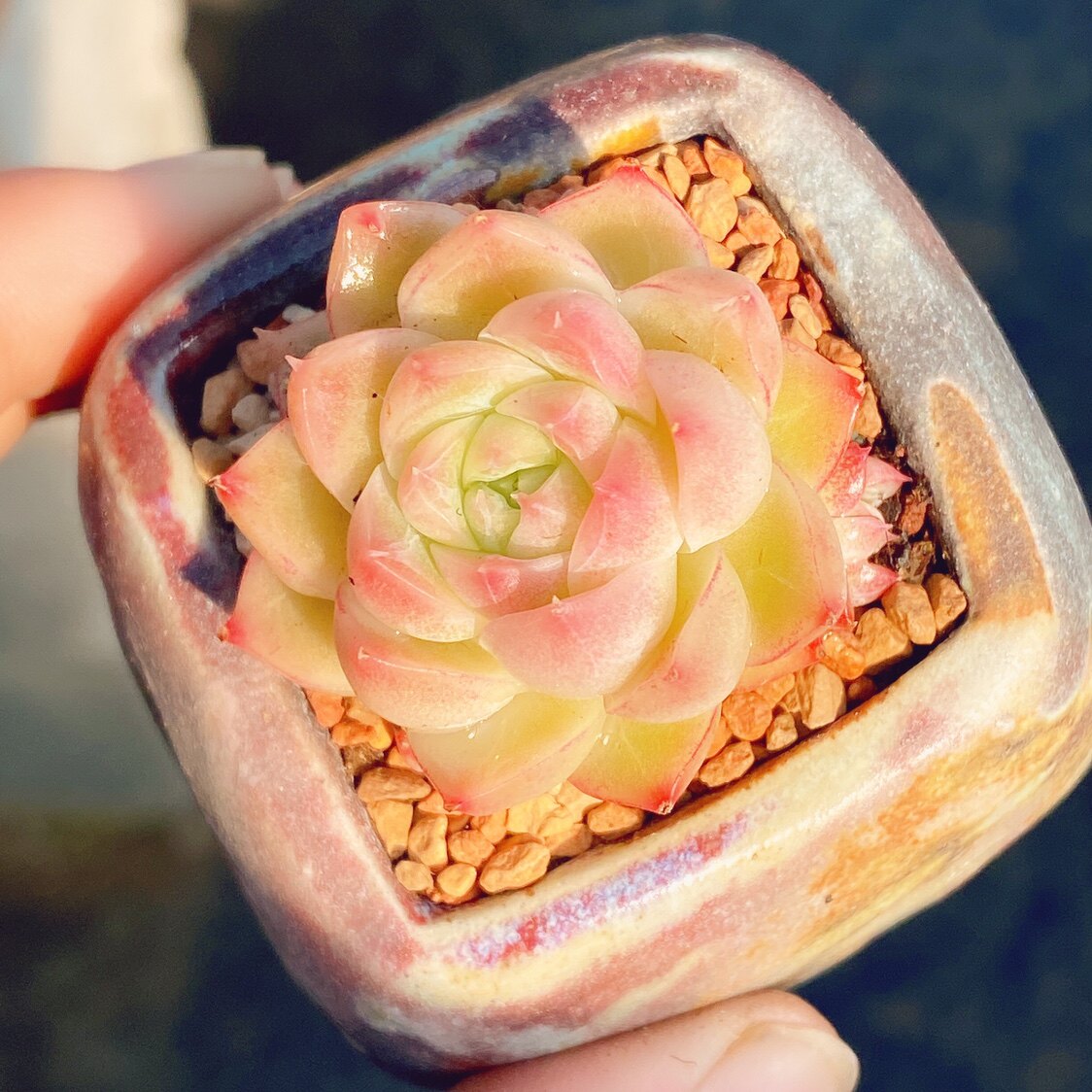 千寻多肉潘多拉女王基因纯正果冻边线多肉植物