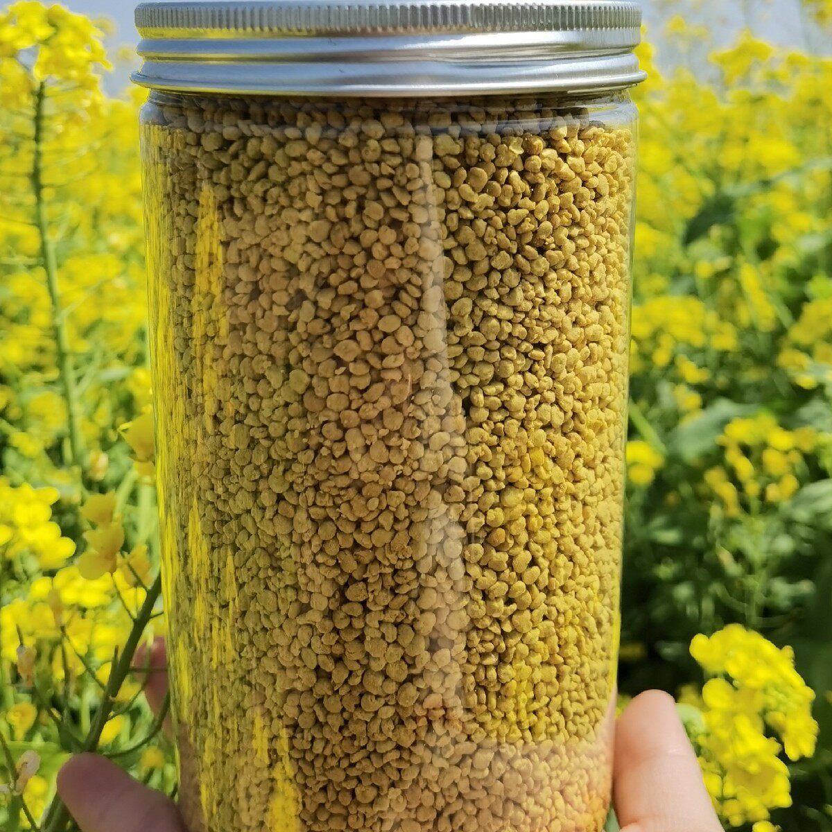 新油菜蜂花粉纯正天然正品食用女人可破壁蜜蜂花粉养蜂包邮500克