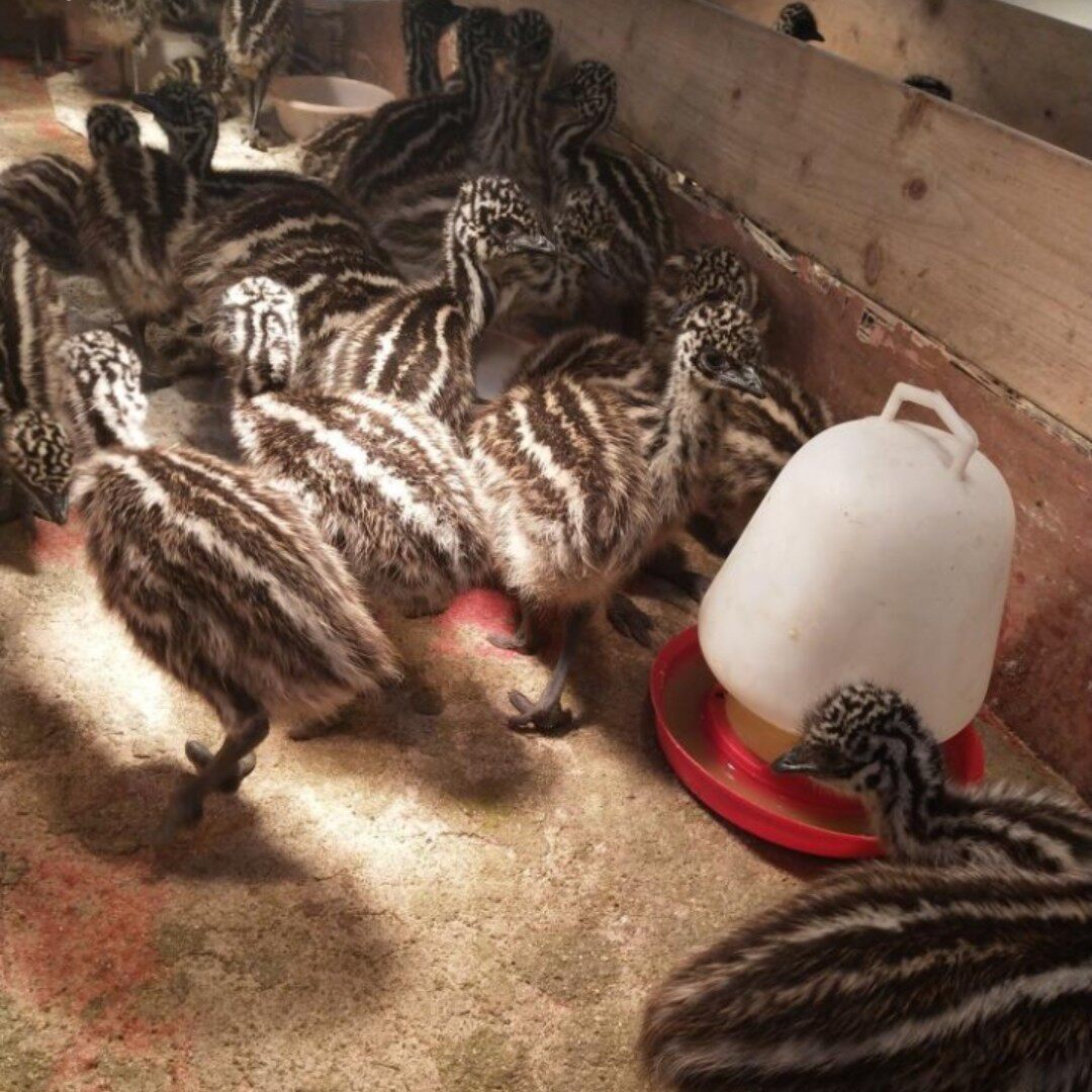 澳洲鸵鸟活体脱温小苗幼苗幼崽幼鸟一对包邮畜牧