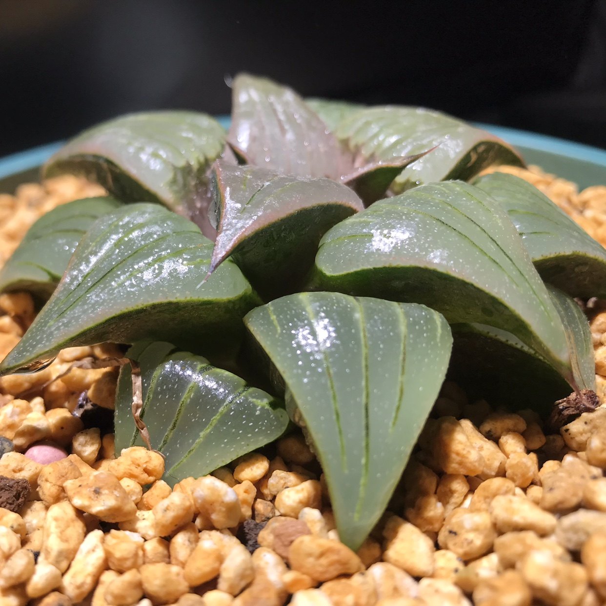 媚凤寿瓦十二卷属精品控养多肉植物大窗清晰多肉植物