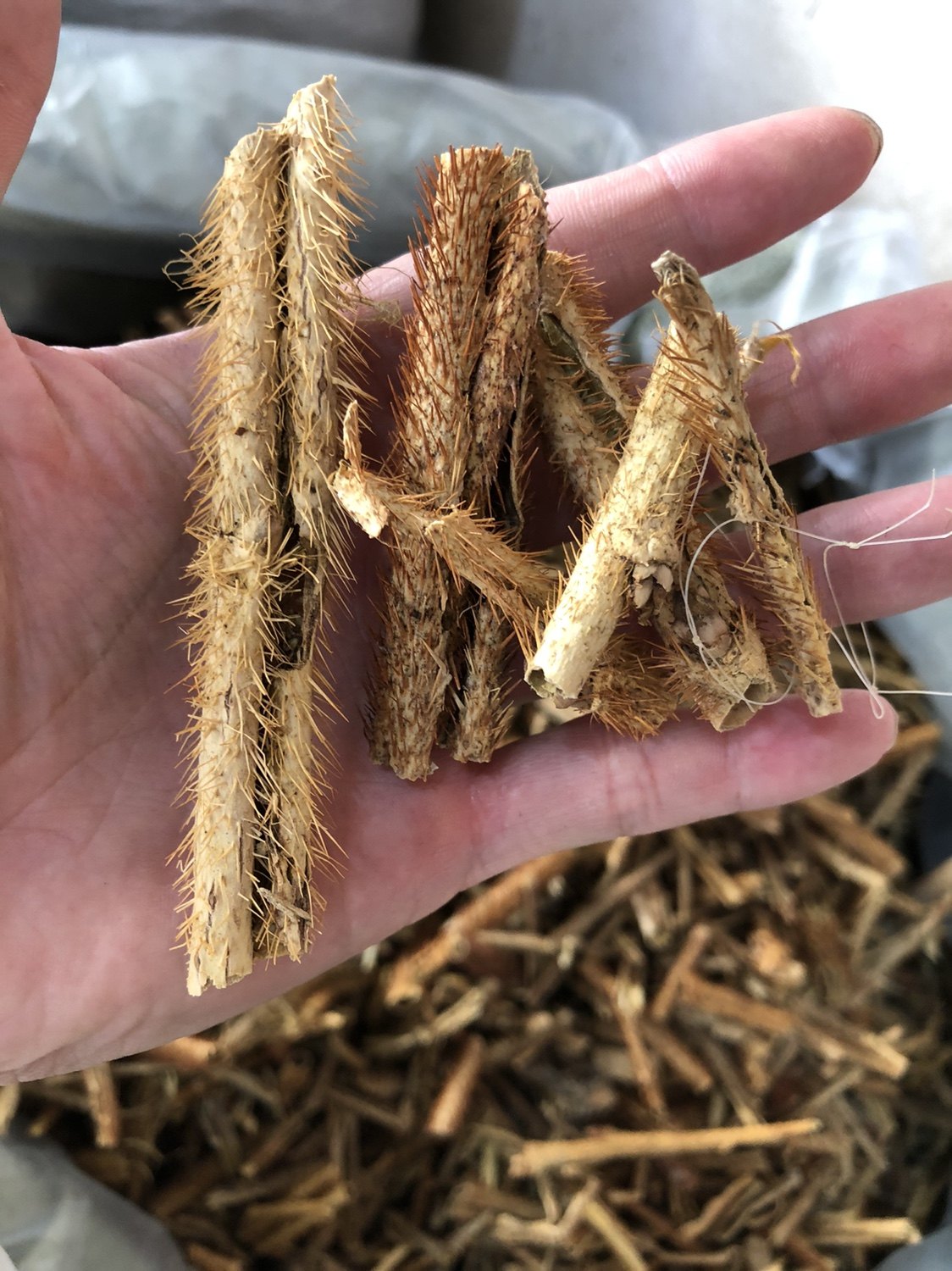 五加中药材红毛皮无手工抽芯500g其他药食同源食品