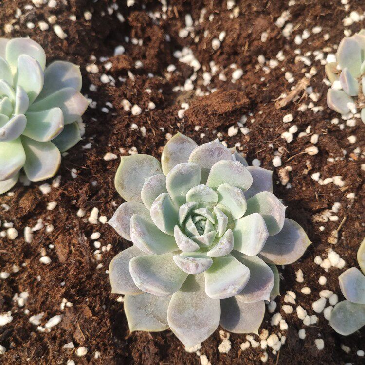 多肉汉堡植物绿植花卉阳台小金多肉植物