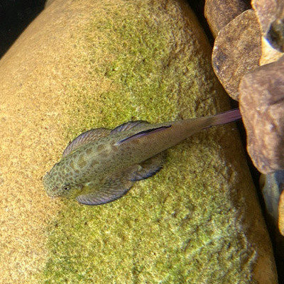 原生冷水鱼吸鳅爬鳅原樱口鳅麦工具鱼吃青苔好养包鱼