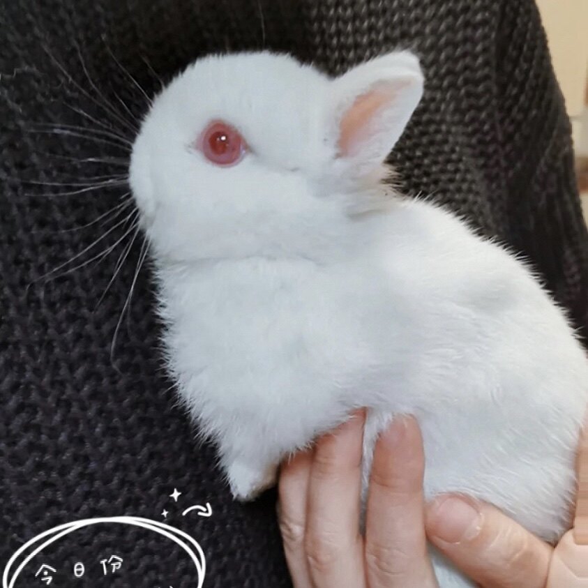 荷兰血统纯白色迷你兔宠物侏儒黄色进口二代美国兔