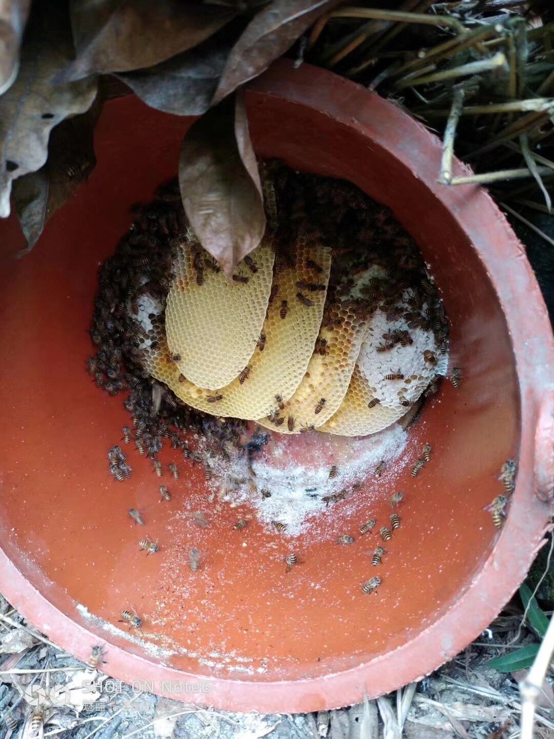 蜂蜡中蜂蜡土蜂蜡蜂场巢脾封盖蜡诱蜂蜡来蜂快不含石蜡500克包邮