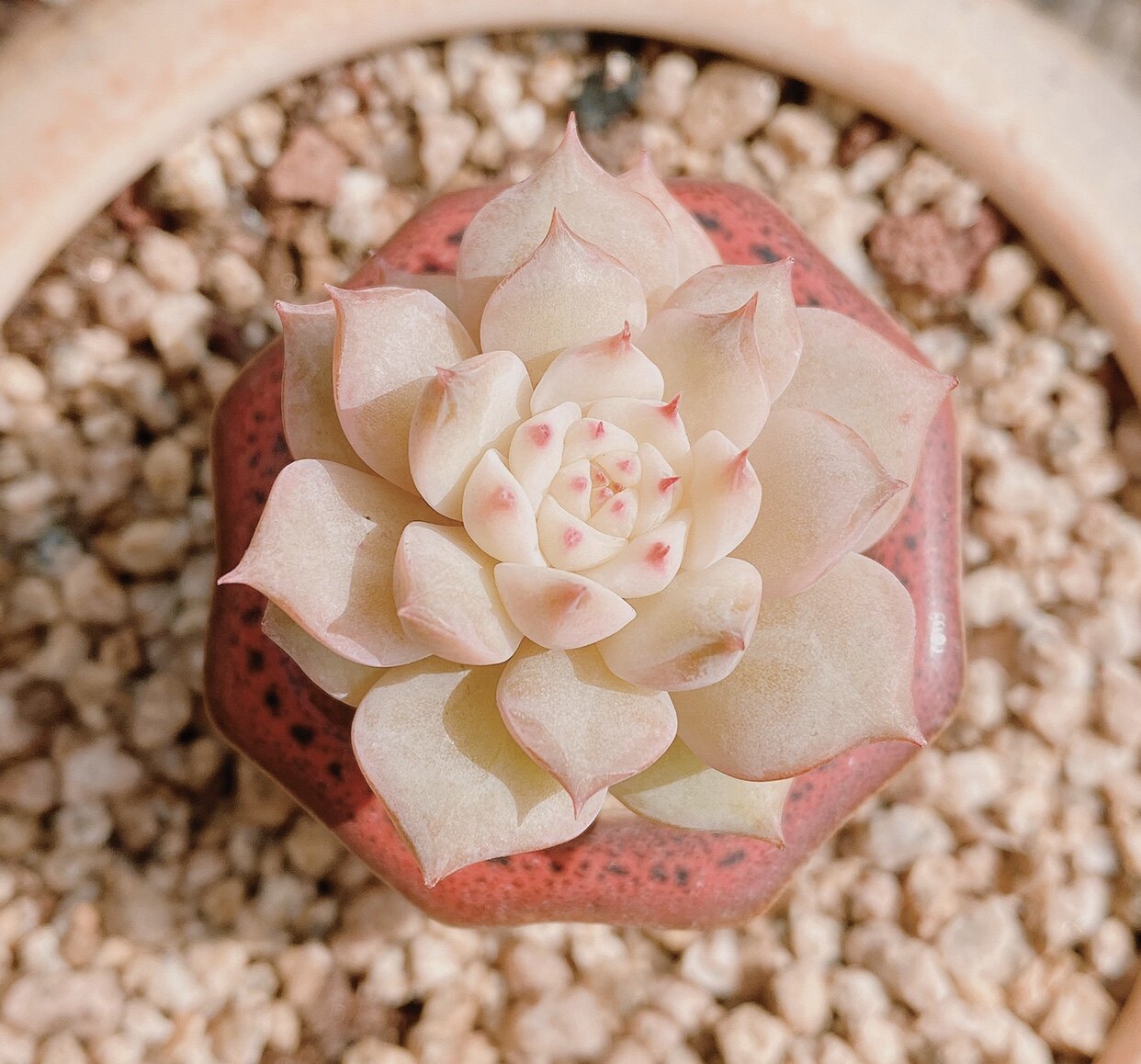 roye周正杂交新杂交蒂比tp尖尖粉嫩多肉可爱多肉植物