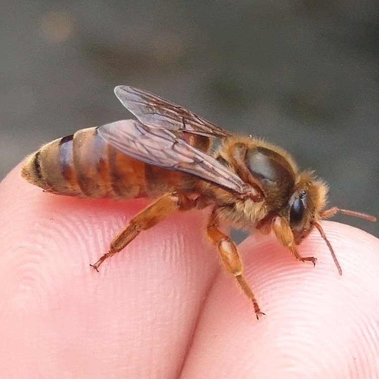 中蜂蜂王阿坝双色金色处女王包邮活到手出台发货新品促销热卖中