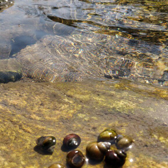 山间小溪小溪水水库岸边田螺真正正是山泉水长大螺