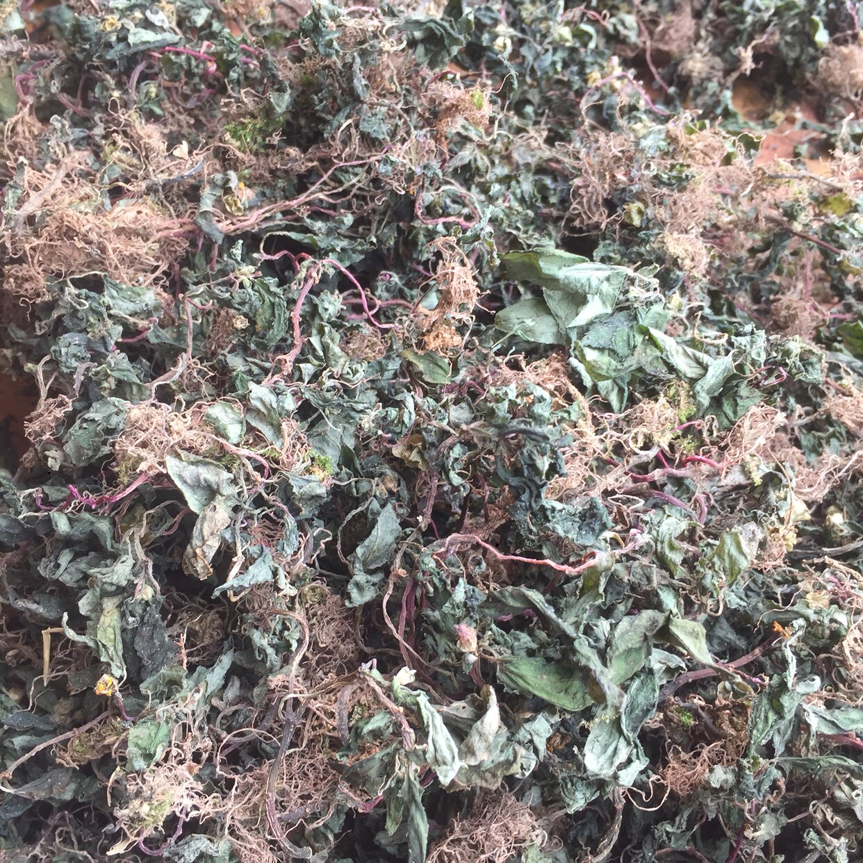 福建三明野生风柜斗草干品农家风鼓草风谷谷草特色干货及养生干料