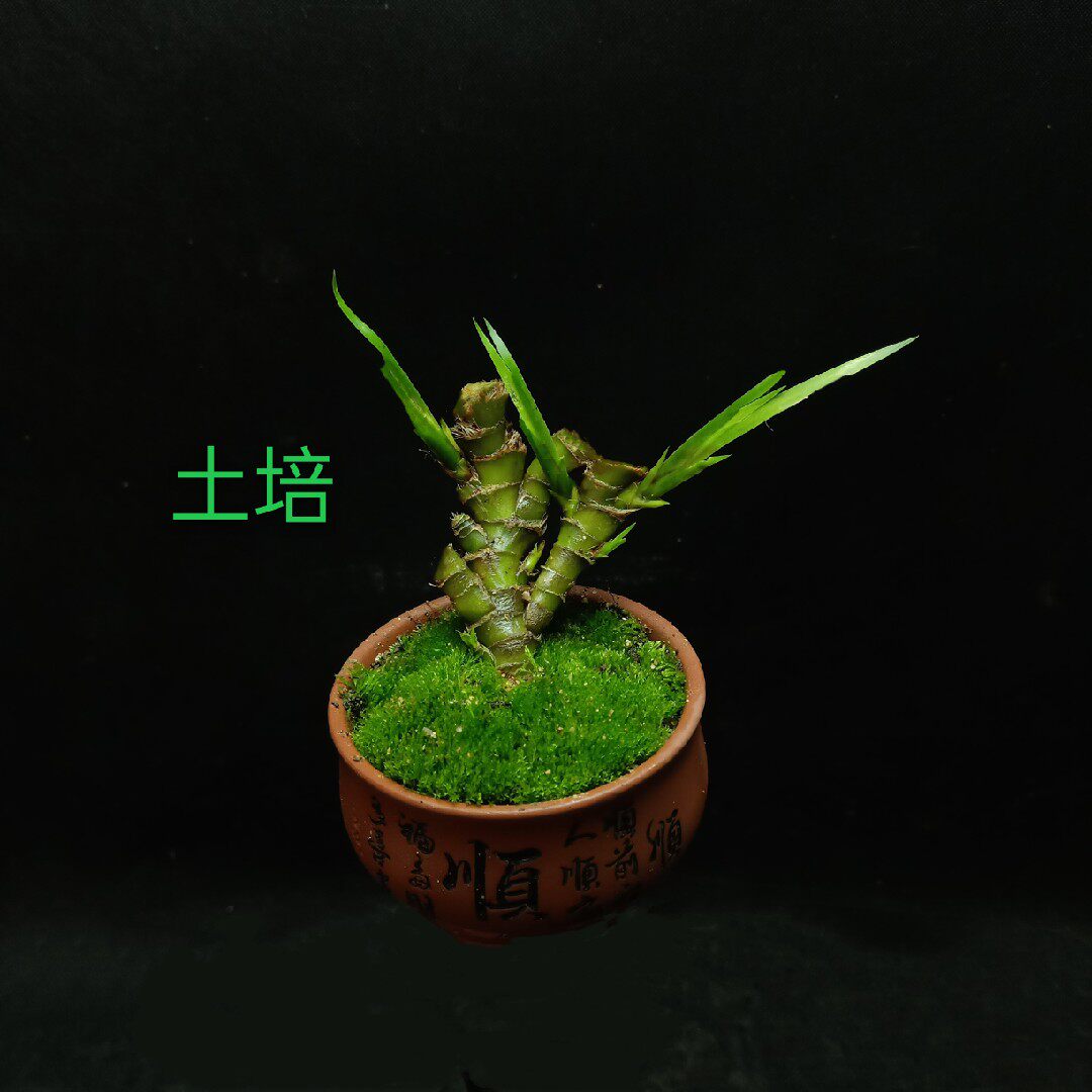 菖蒲盆栽微型盆景虎须龙根室内绿植水培假山绿植