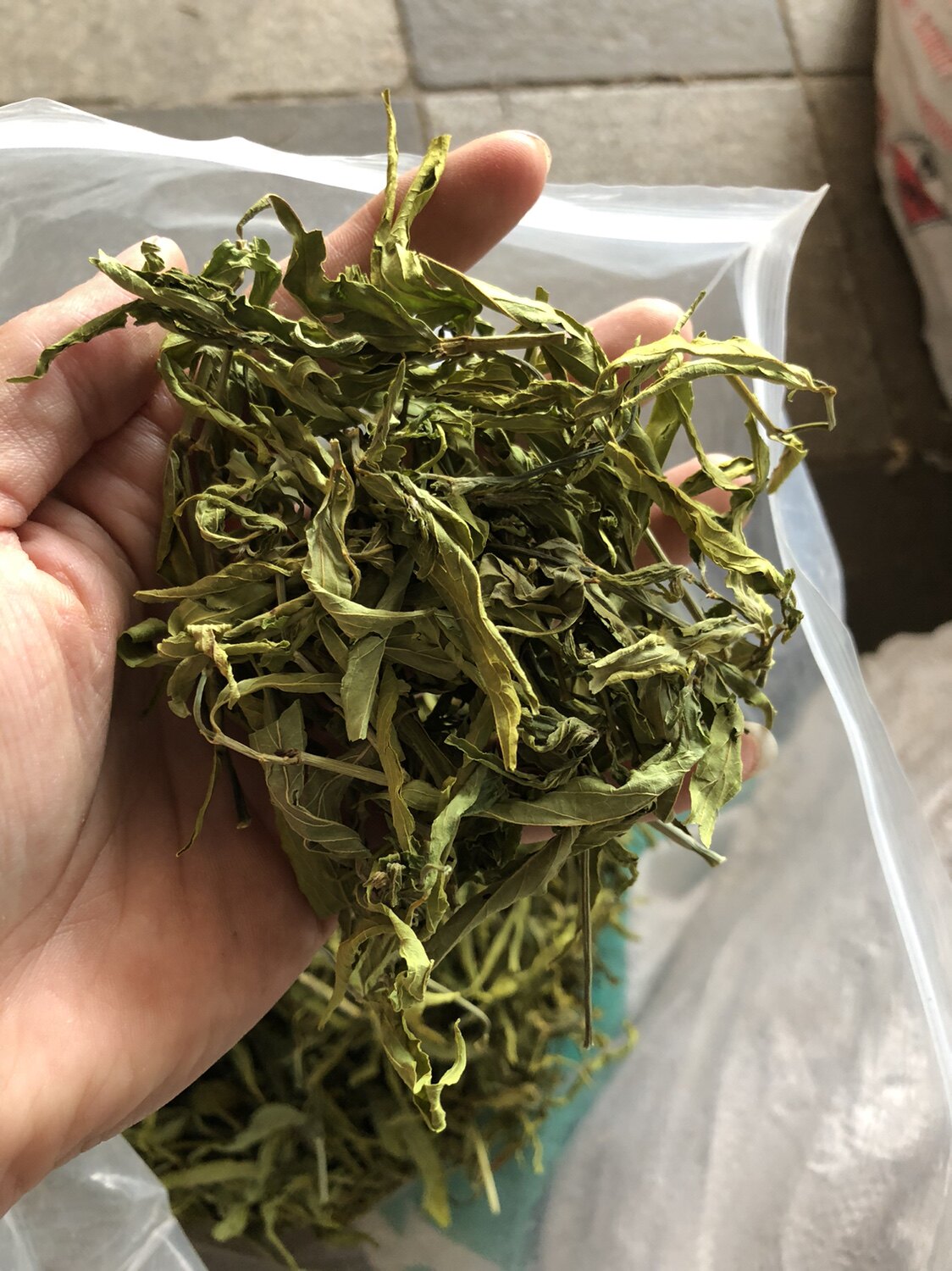 忧遁草叶中药材优盾草优遁草黎王草鳄嘴优顿草茶养生茶