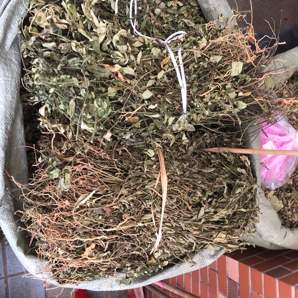 金牛中草药新货无硫紫背金不换500克大金叶叶一枝花其他药食同源食品