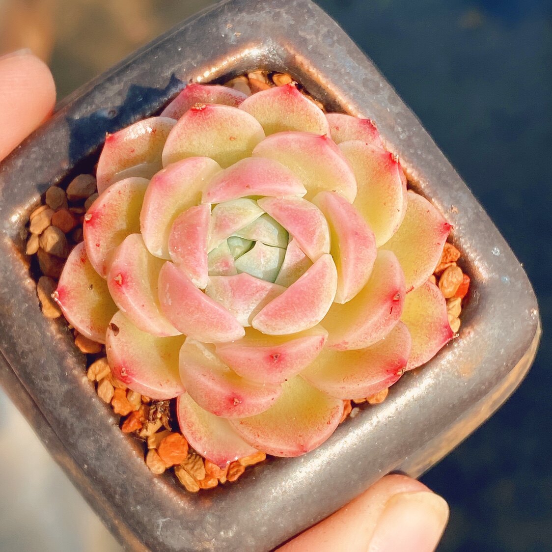 千寻多肉潘多拉女王基因纯正果冻边线多肉植物