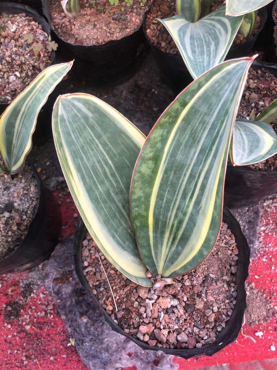 宝镜超大虎皮自然变异稀有进口多肉虎尾植物多肉植物