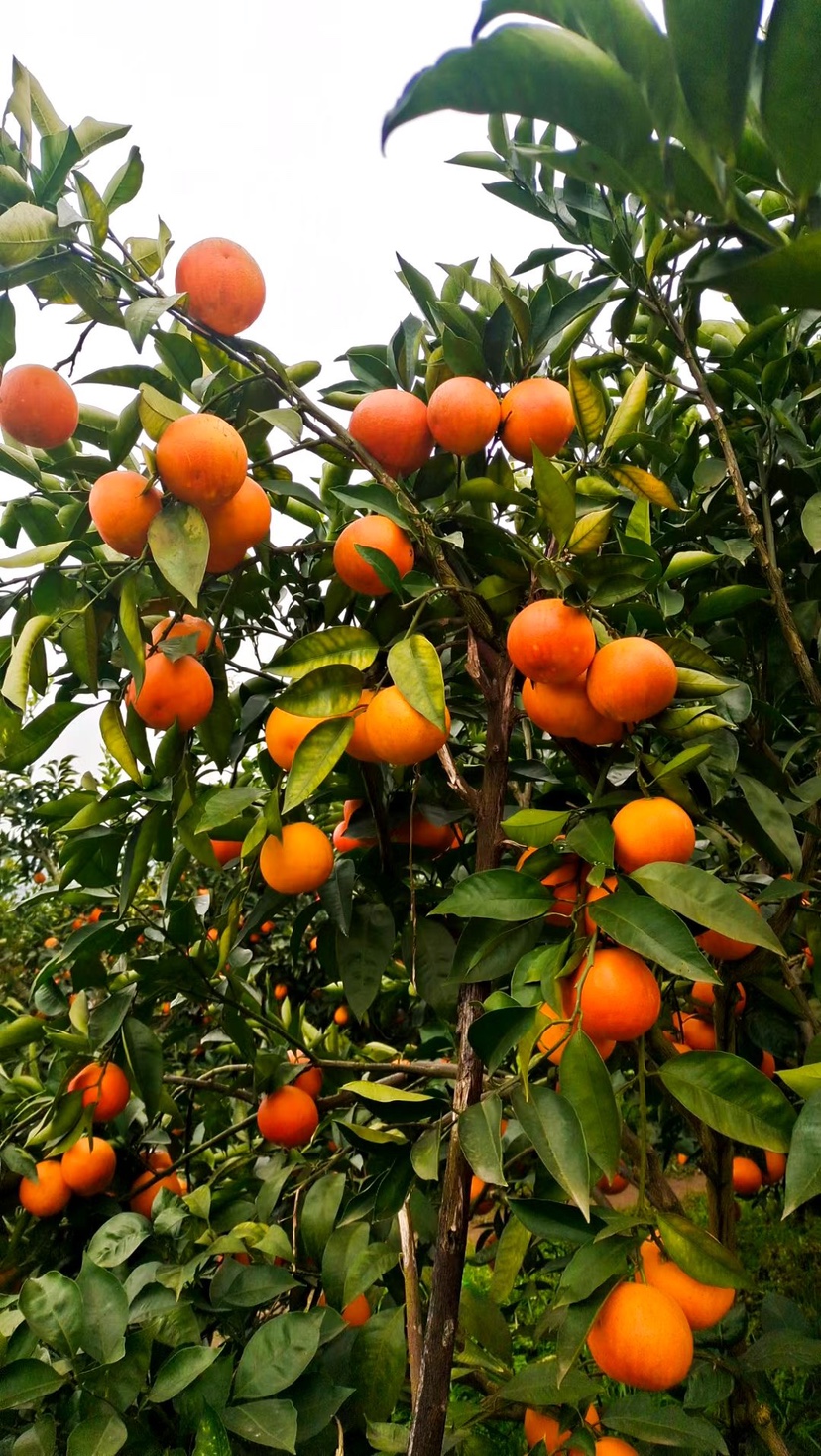 新款重庆长寿湖脐橙新鲜水果圆红塔罗科血20斤橙