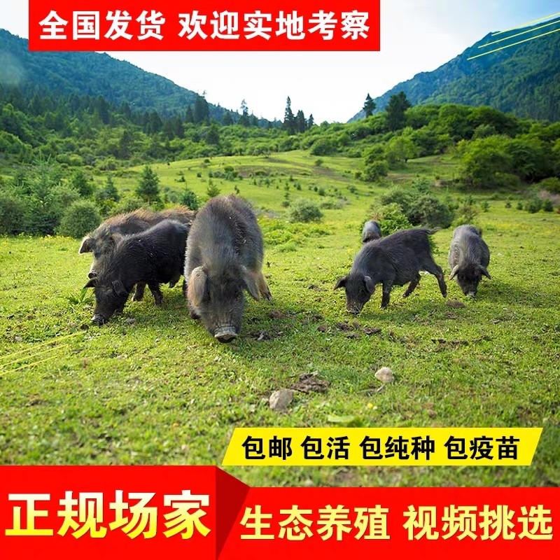 藏香猪幼崽种猪纯种小猪仔怀孕母猪活体幼仔黑猪散养藏香猪