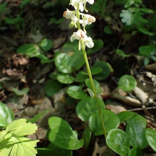 秦岭鹿蹄草种种苗新鲜野生生紫背鹿含草中药材时令草本花卉