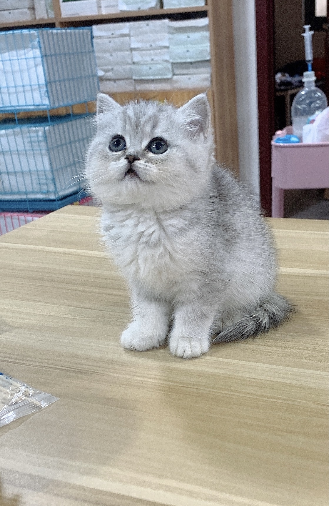 英短血统银渐层幼猫短毛小奶猫咪活物金渐层银点猫咪