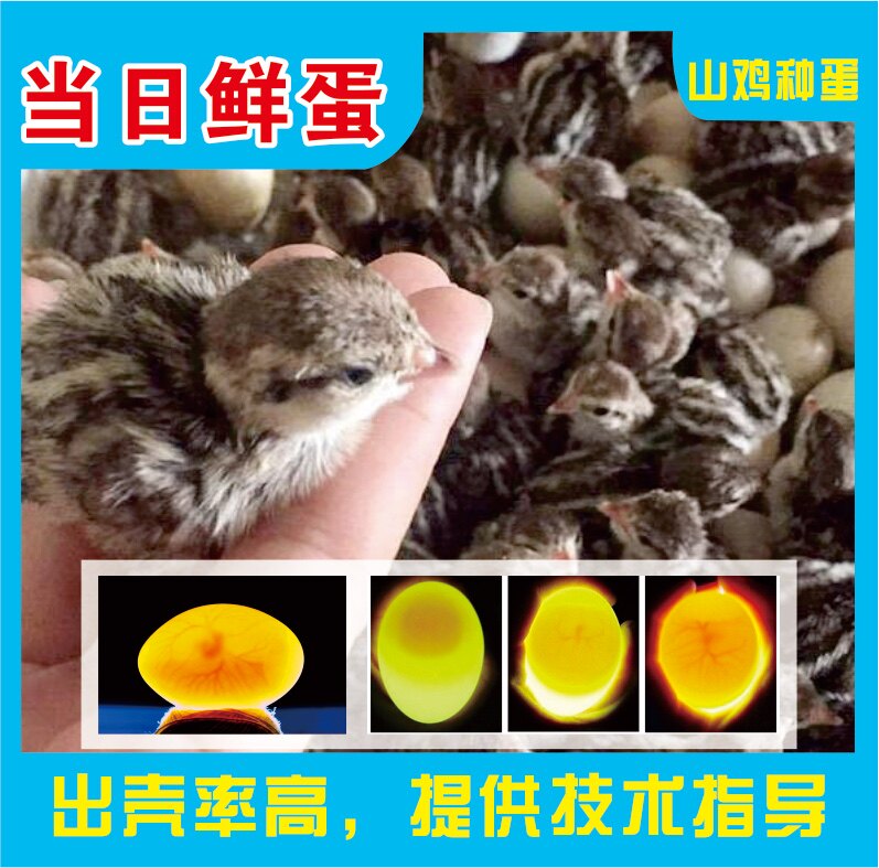 鸡蛋种蛋七彩山孵化小鸡野金受精10枚包邮八年鸡蛋