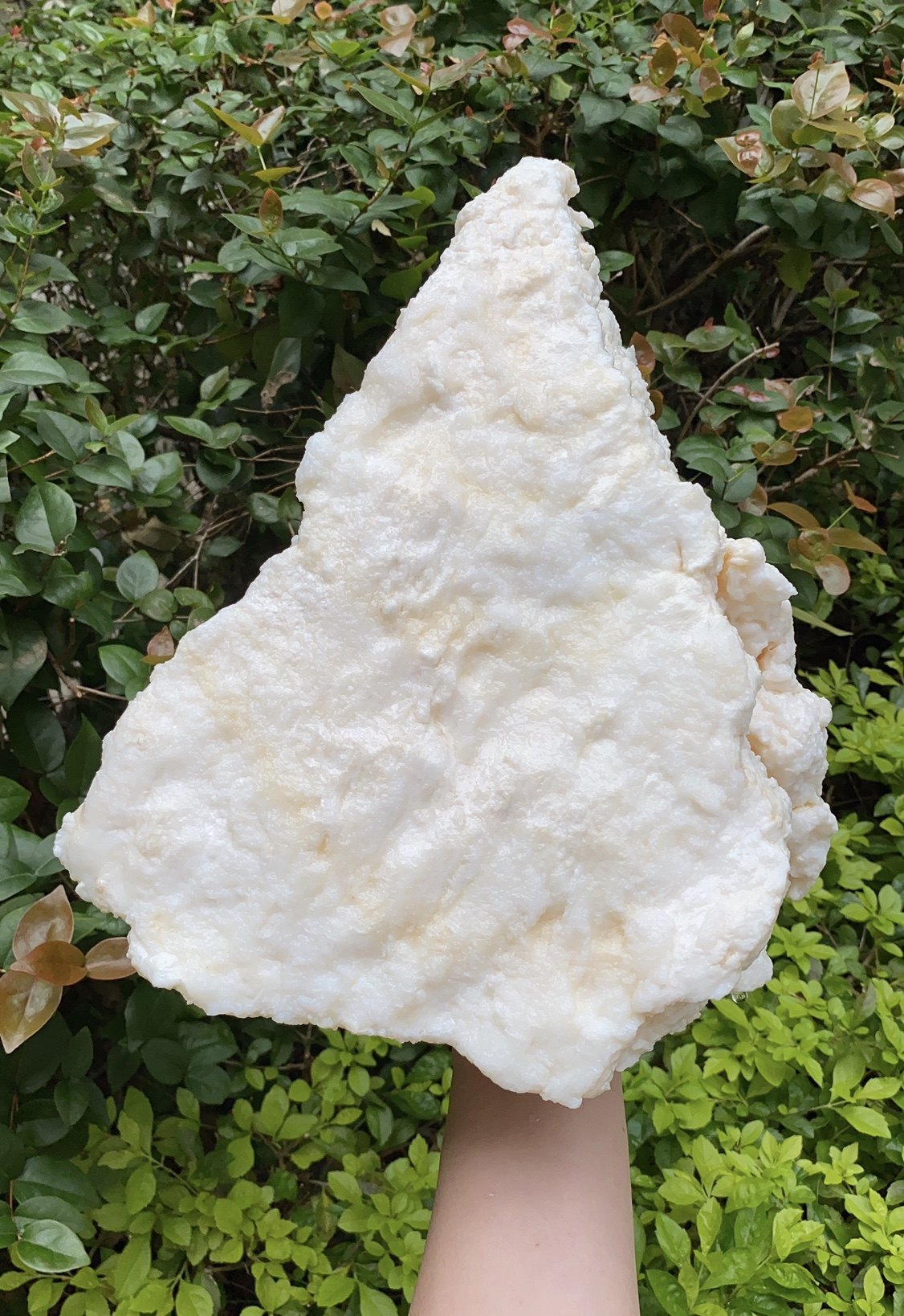 高品质长白山地下溶洞精品石太岁太岁灵芝白肉6斤灵芝制品