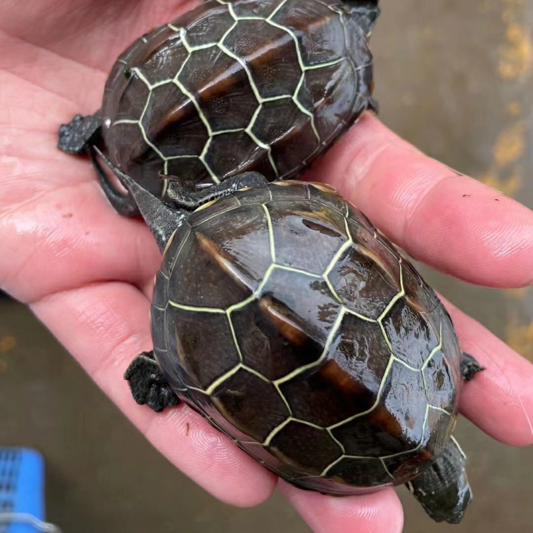金线冷水苏北草大草龟小宠宠物长寿龟易养过冬龟