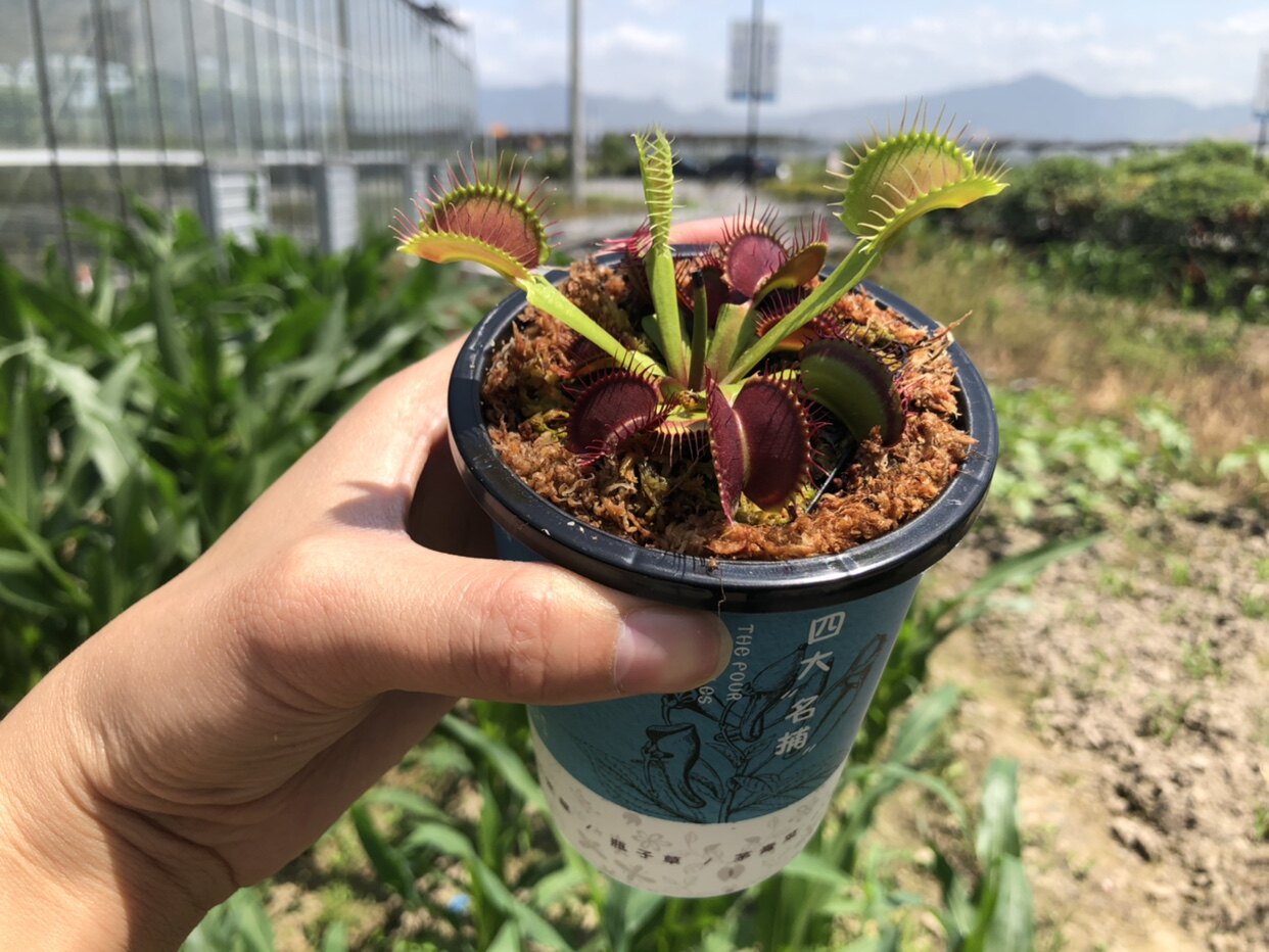 驱蚊草捕蚊草捕蝇草食虫草食虫食人植物办公室家驱蚊草
