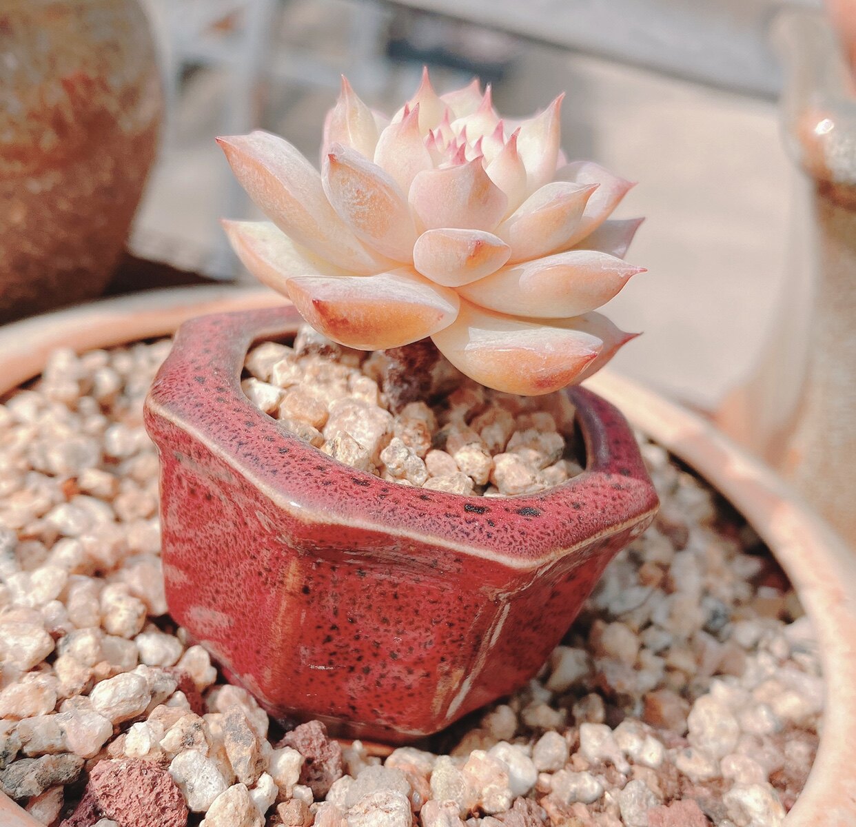 roye周正杂交新杂交蒂比tp尖尖粉嫩多肉可爱多肉植物